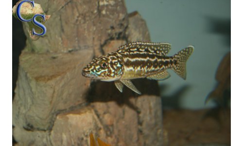 Lepidiolamprologus nkambae